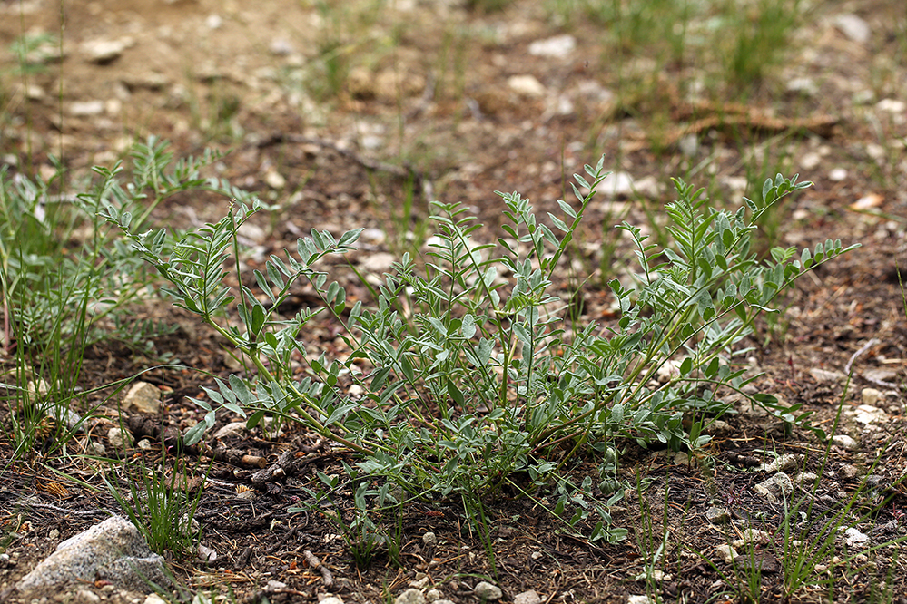 Astragalus bolanderi (Bolander's milkvetch), native California herb