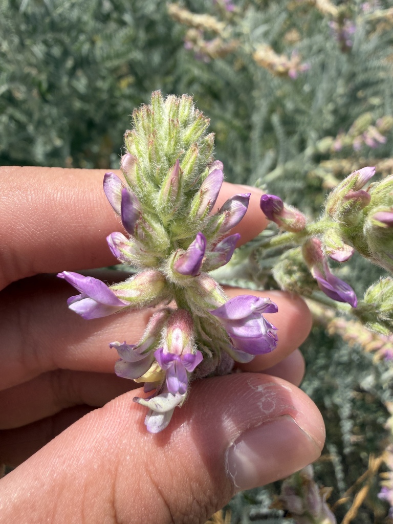 Astragalus brauntonii (Braunton's milkvetch), native California herb