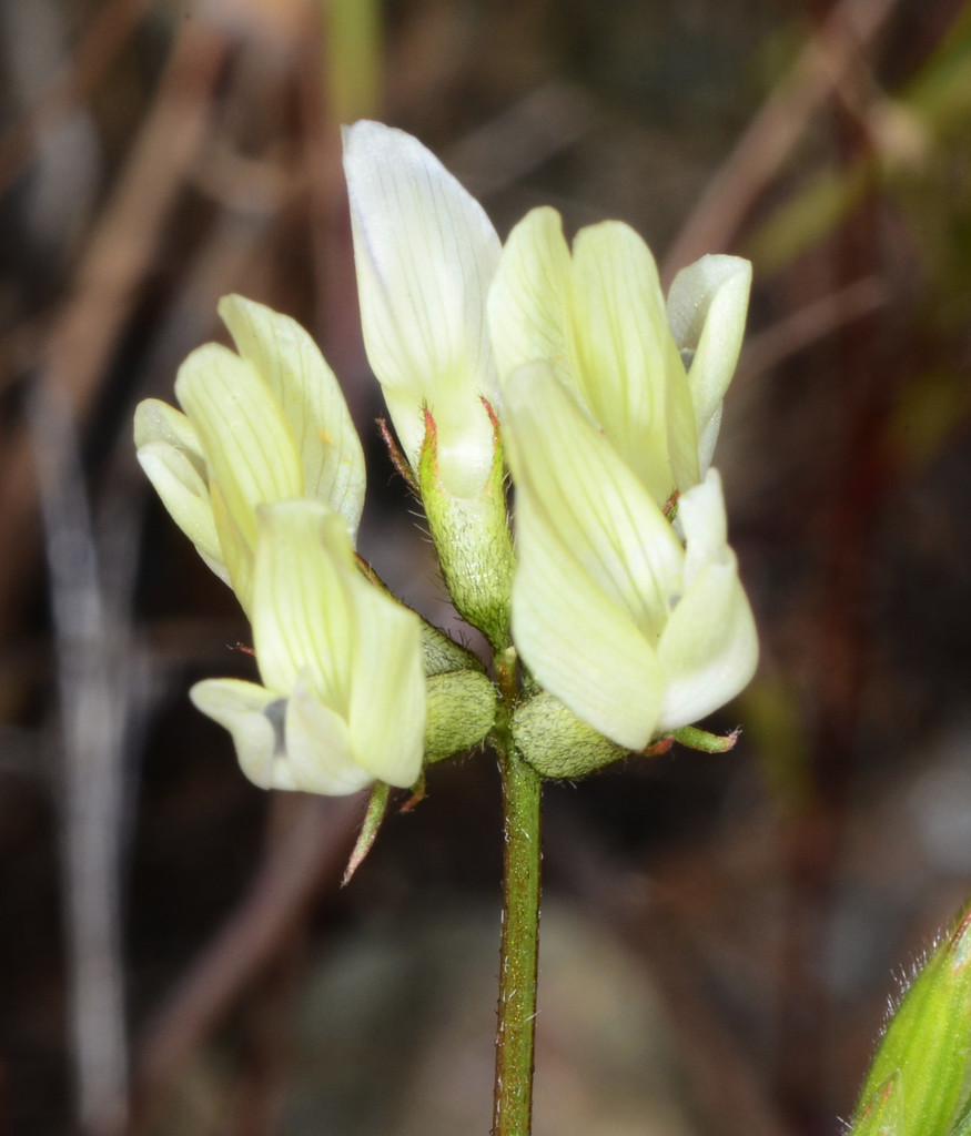 Astragalus breweri (Brewer's milkvetch), native California herb