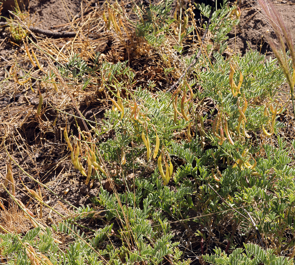Astragalus californicus (Klamath milkvetch), native California herb