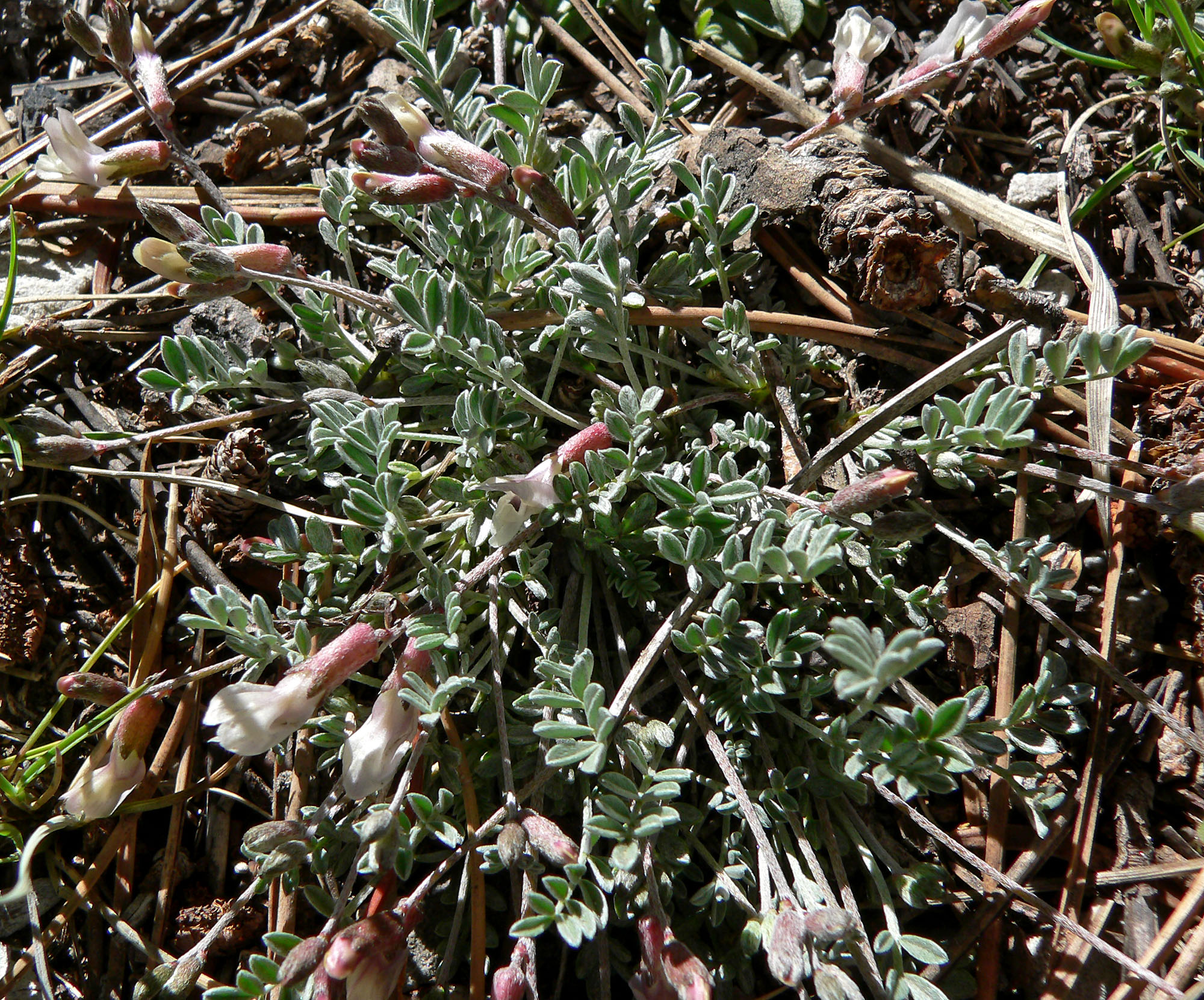 Astragalus calycosus var. calycosus (Torrey's milkvetch), native California herb