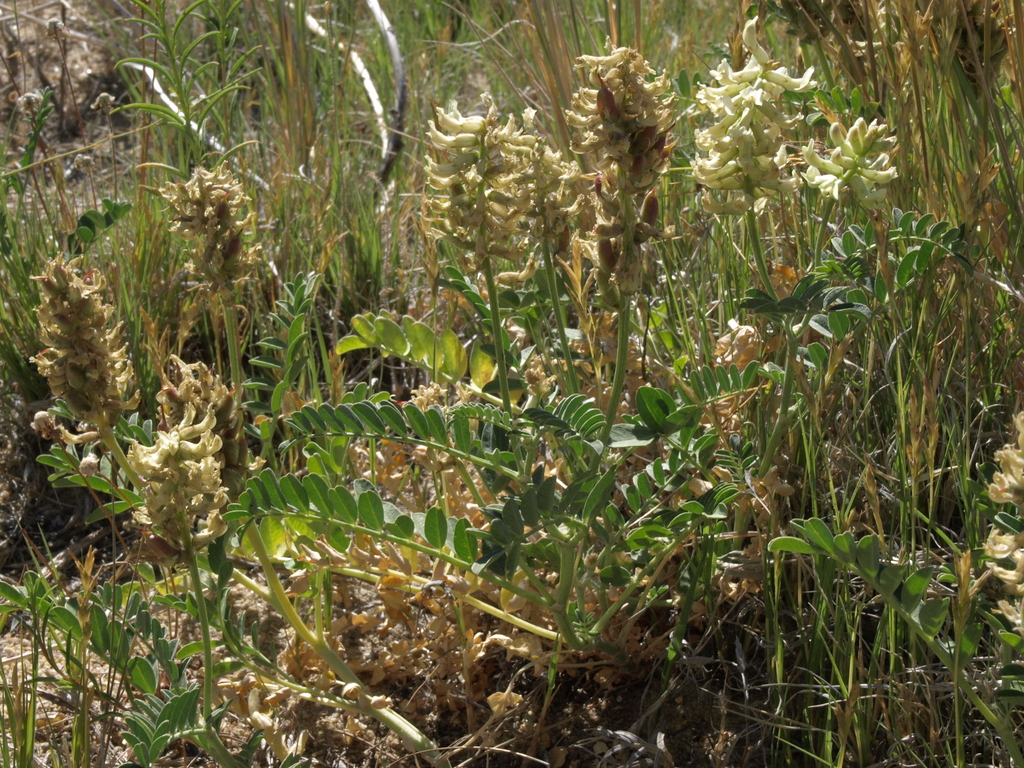 Astragalus canadensis var. brevidens (Short toothed milkvetch), native California herb