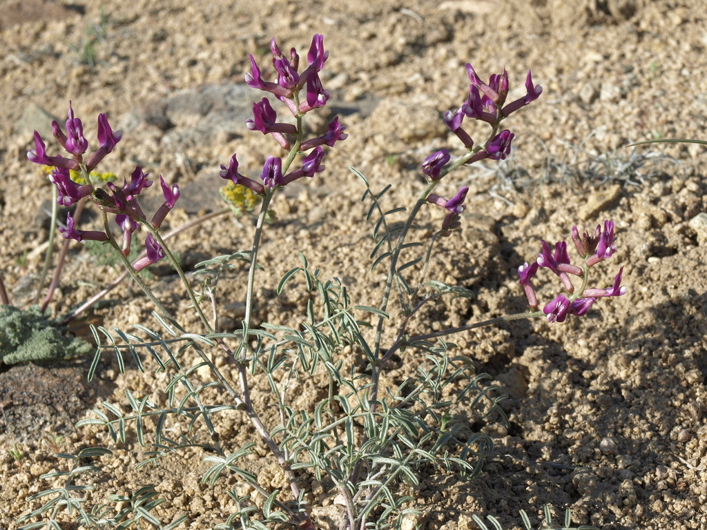 Astragalus casei (Case's milkvetch), native California herb