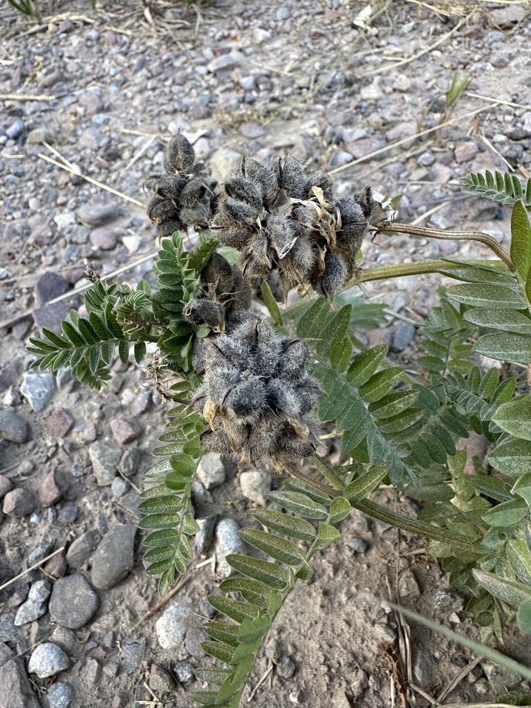 Astragalus cicer (Chickpea milkvetch), non-native California herb