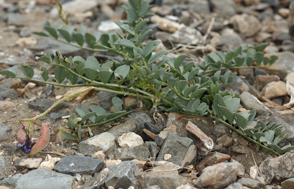 Astragalus cimae — parent species of Astragalus cimae var. sufflatus