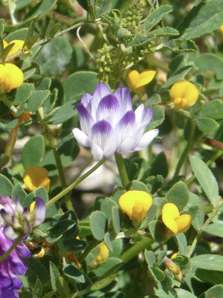 Astragalus claranus (Clara hunt's milkvetch), native California herb
