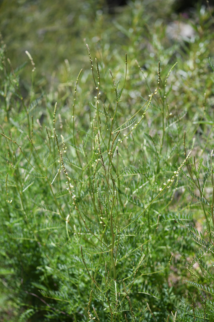 Astragalus clevelandii (Cleveland's milkvetch), native California herb