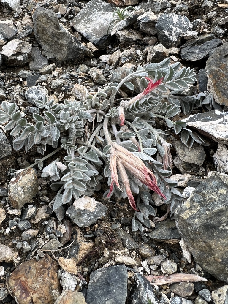Astragalus coccineus (Scarlet milkvetch), native California herb