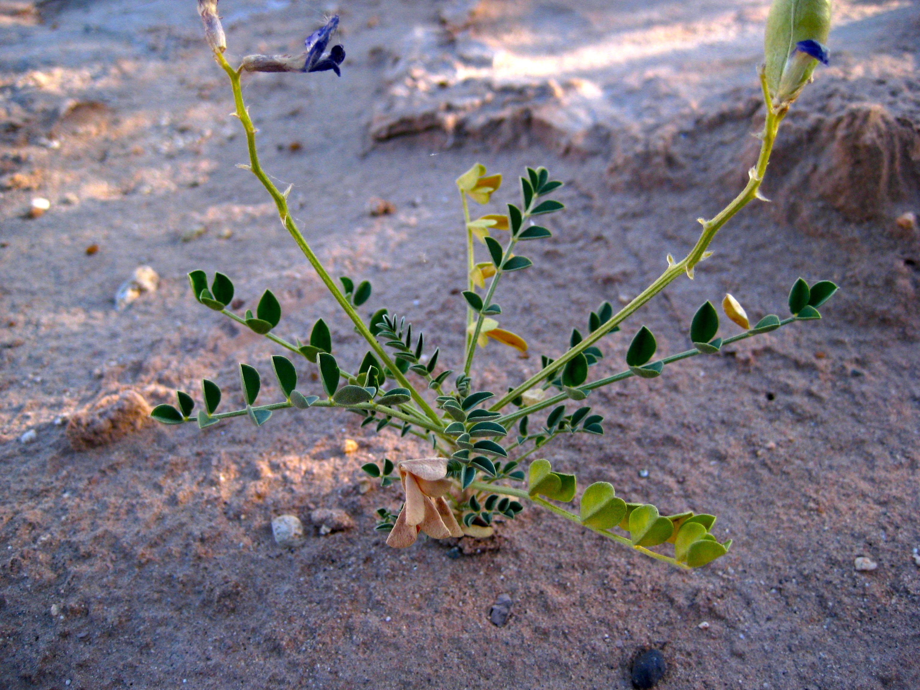 Astragalus crotalariae (Salton milkvetch), native California herb