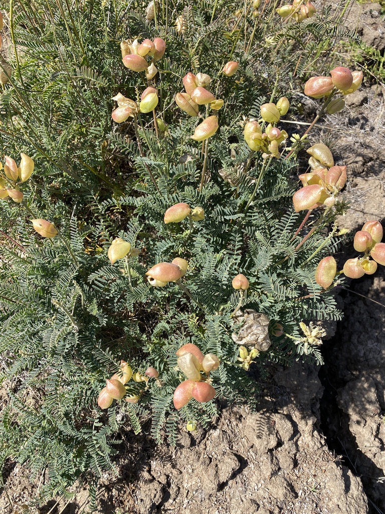 Astragalus curtipes (Morro milkvetch), native California herb