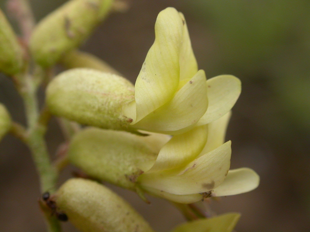 Astragalus curvicarpus var. curvicarpus (Sickle milkvetch), native California herb