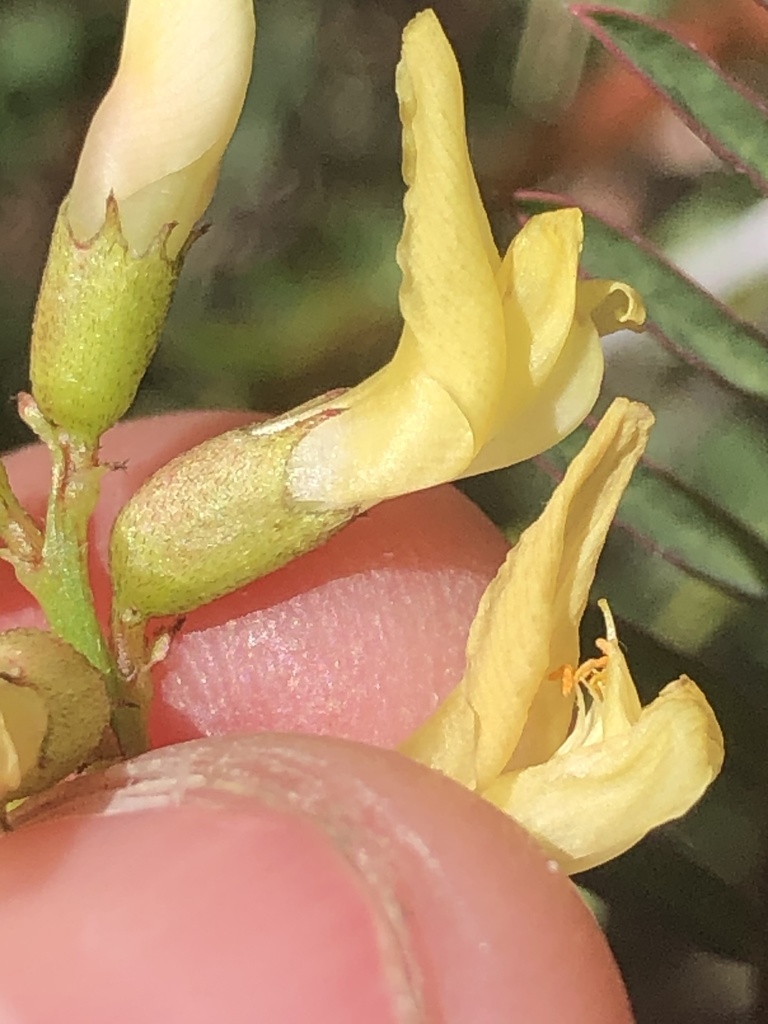Astragalus deanei (Dean's milkvetch), native California herb