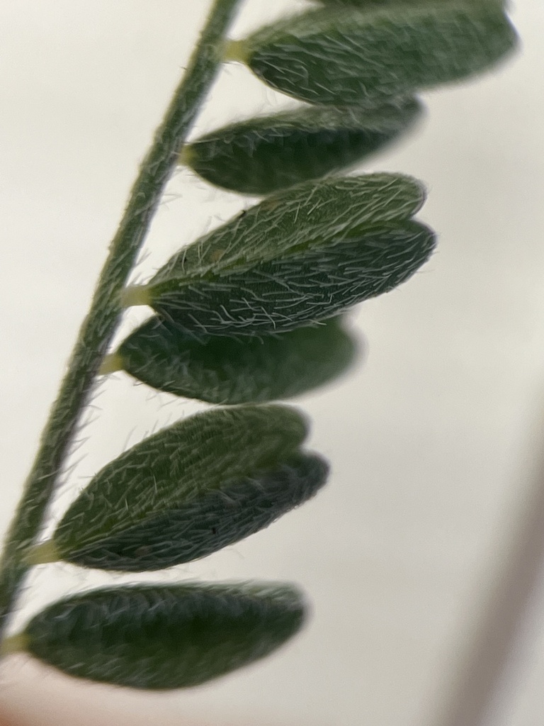 Astragalus didymocarpus var. obispoensis (San luis obispo milkvetch), native California herb