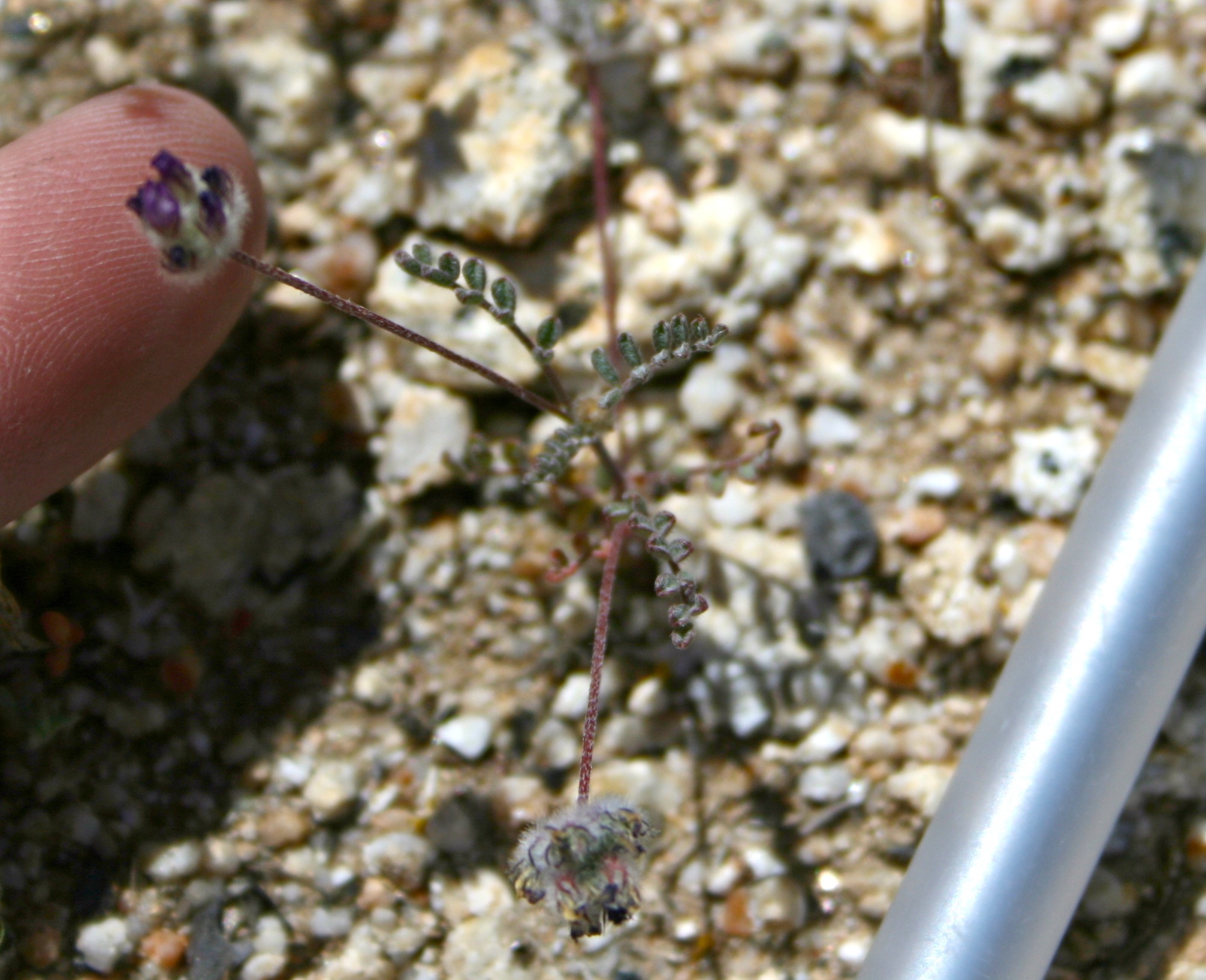 Astragalus didymocarpus (Two-seeded milkvetch), native California herb