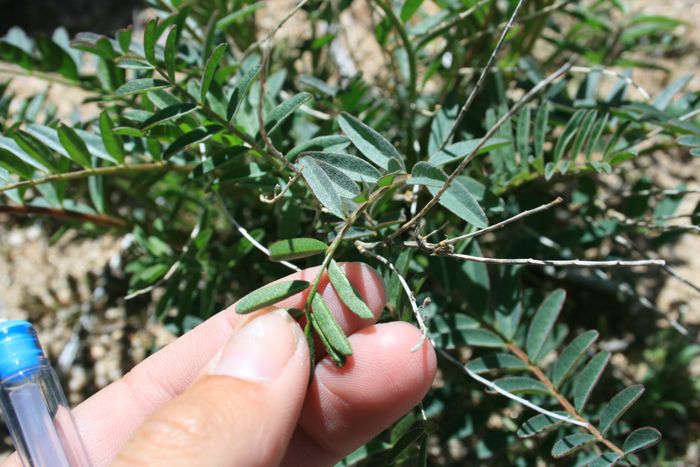 Astragalus douglasii var. perstrictus (Jacumba milkvetch), native California herb