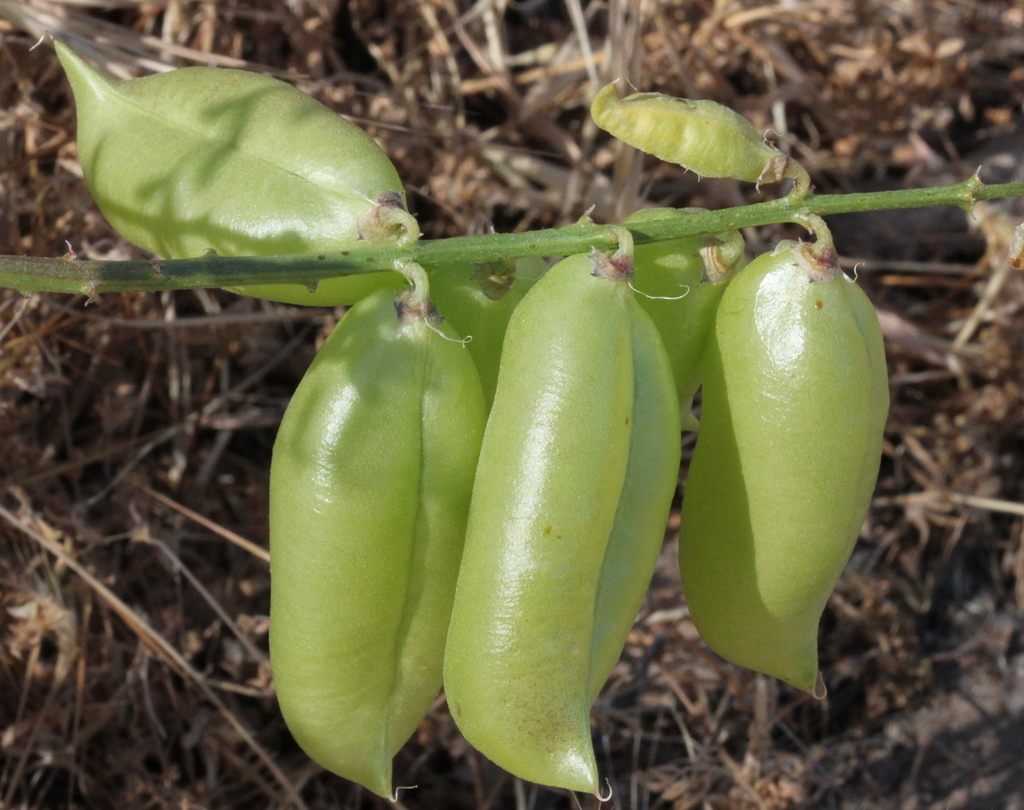Astragalus douglasii (Douglas milkvetch), native California herb
