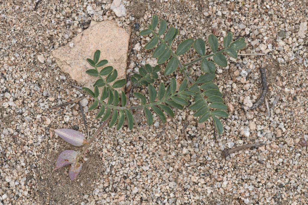 Astragalus ertterae (Walker pass milkvetch), native California herb