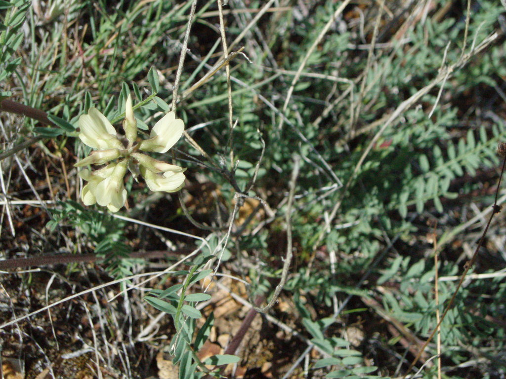 Astragalus filipes (Basalt milkvetch), native California herb
