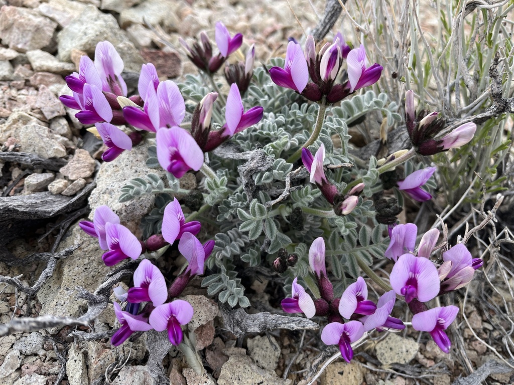 Astragalus funereus (Black milkvetch), native California herb