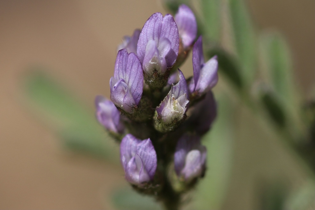 Astragalus gambelianus (Gambel milkvetch), native California herb