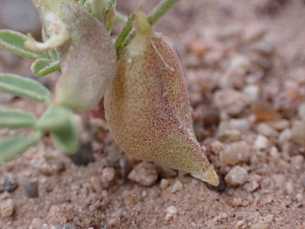 Astragalus geyeri var. geyeri (Geyer's milkvetch), native California herb