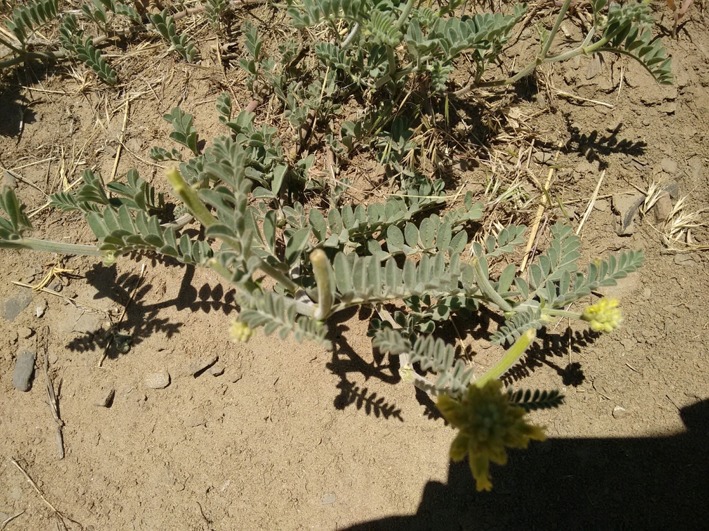 Astragalus gibbsii (Gibbs' milkvetch), native California herb