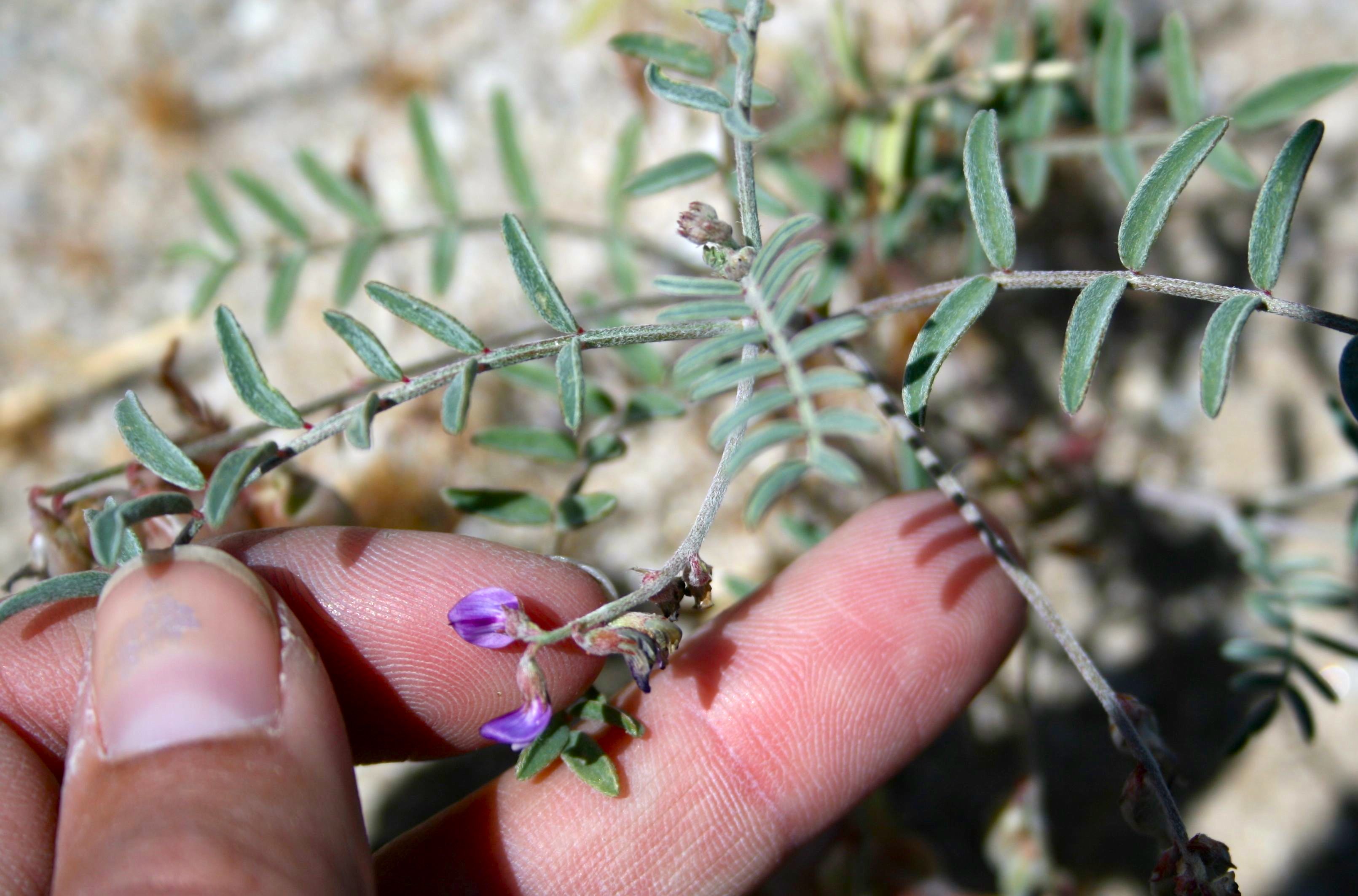 Astragalus insularis var. harwoodii (Harwood's milkvetch), native California herb