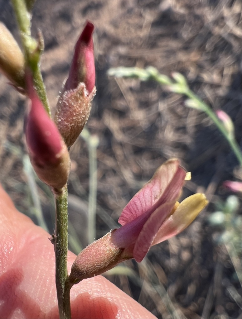 Astragalus inversus (Susanville milkvetch), native California herb