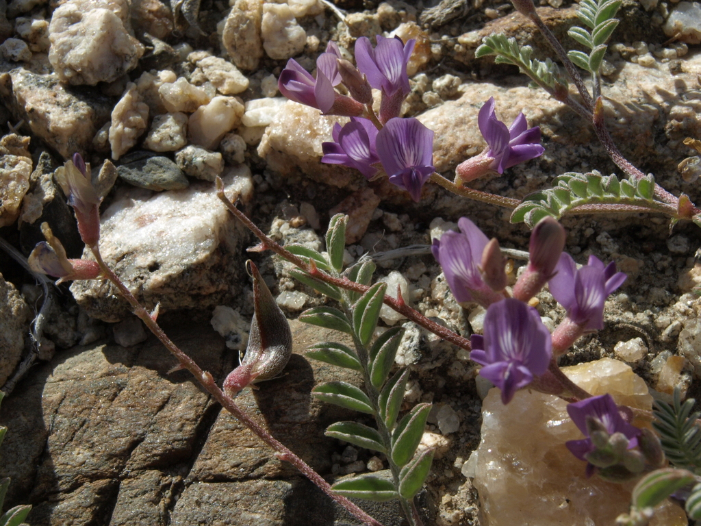 Astragalus inyoensis (Inyo milkvetch), native California herb