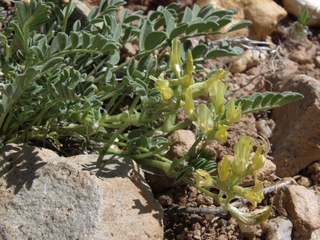 Astragalus iodanthus (Humboldt river milkvetch), native California herb