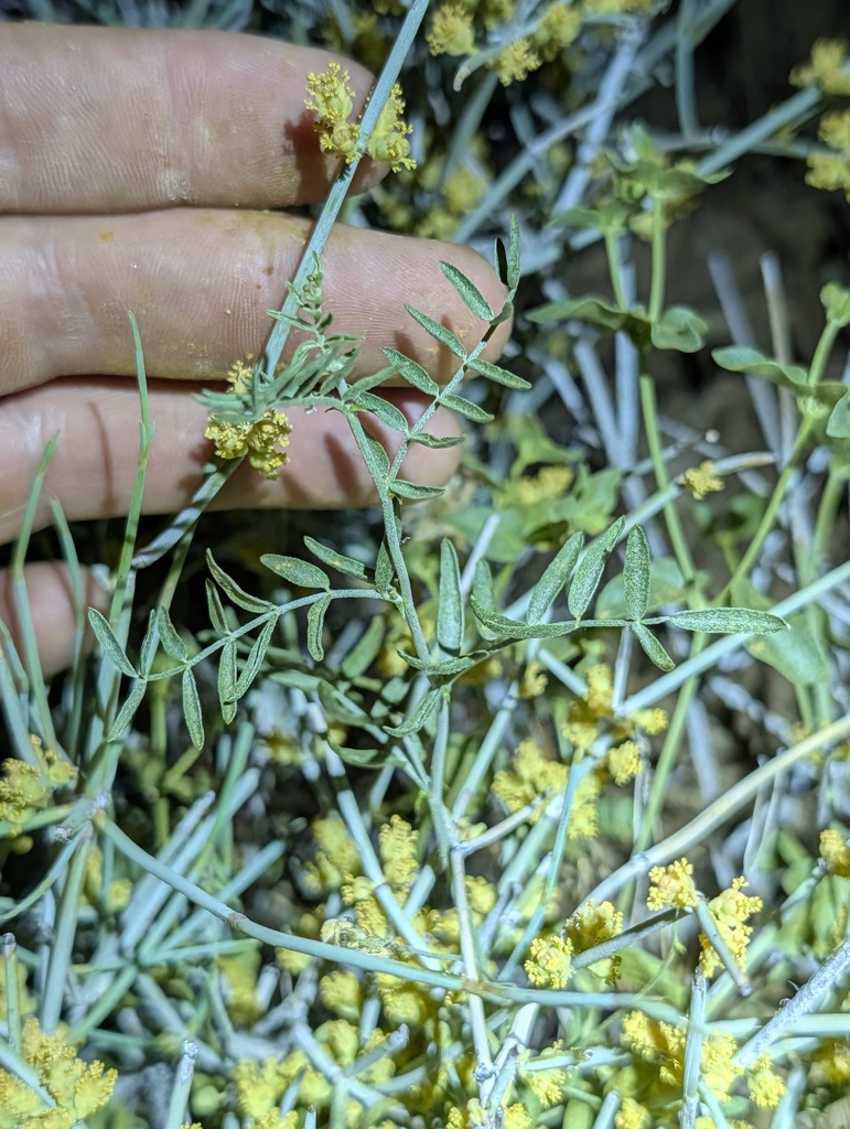 Astragalus jaegerianus (Lane mountain milkvetch), native California herb