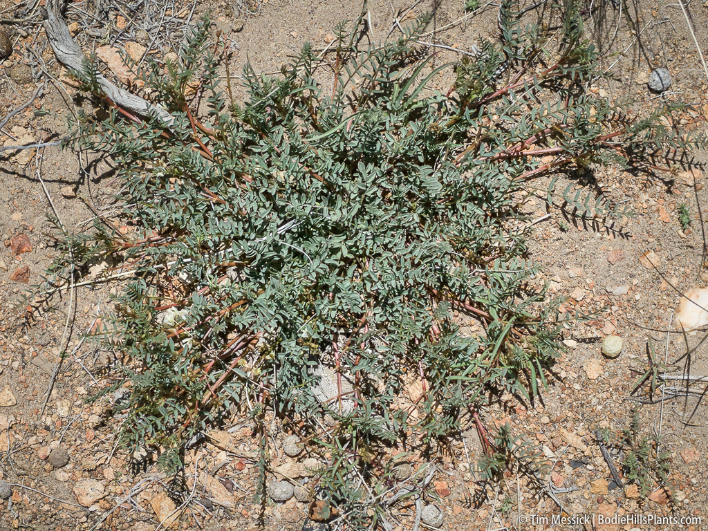 Astragalus johannis-howellii (Long valley milkvetch), native California subshrub