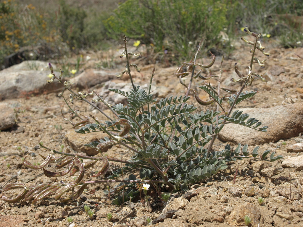 Astragalus layneae (Layne milkvetch), native California herb