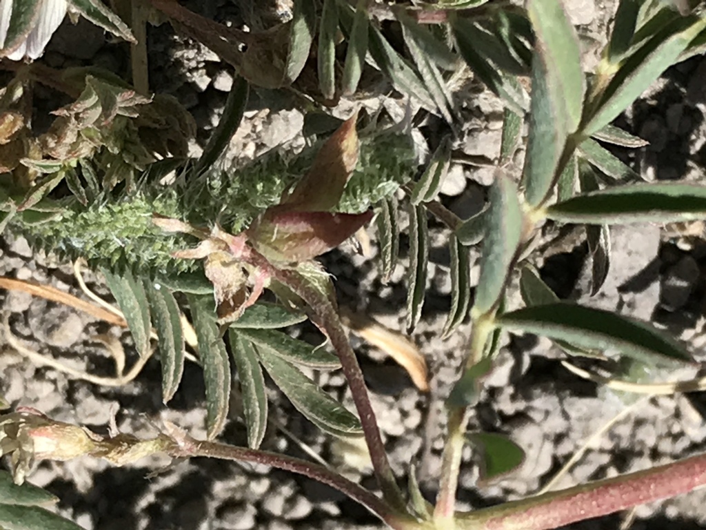 Astragalus lemmonii (Lemmon's milkvetch), native California herb