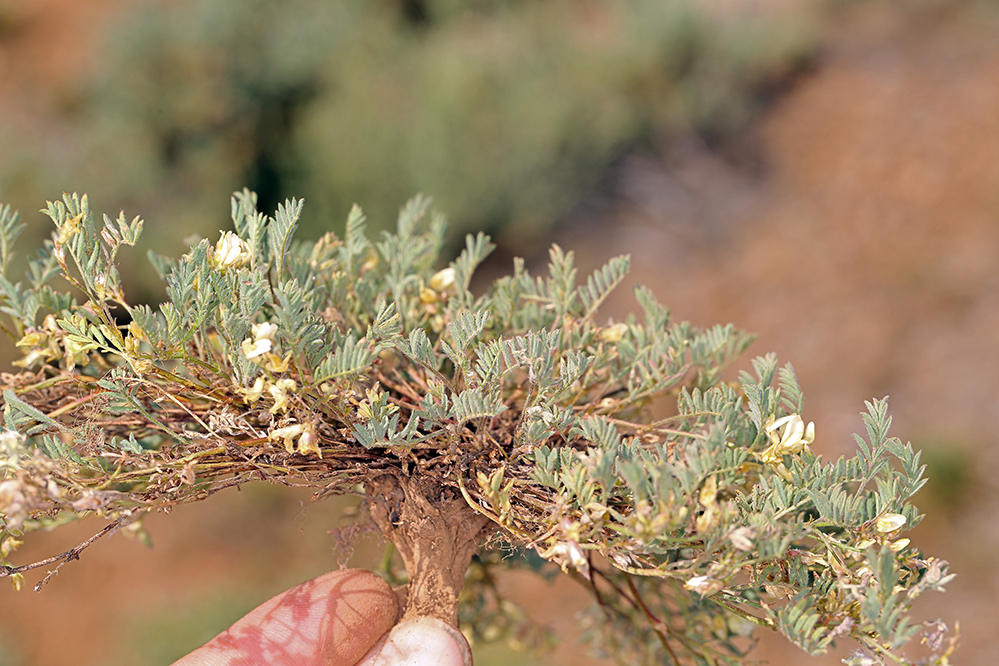 Astragalus lentiformis (Lens-pod milkvetch), native California subshrub
