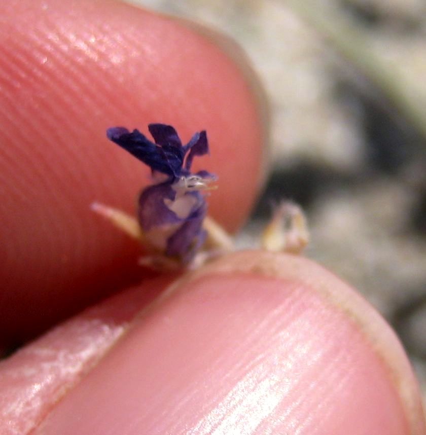 Astragalus lentiginosus var. coachellae (Coachella valley milkvetch), native California herb