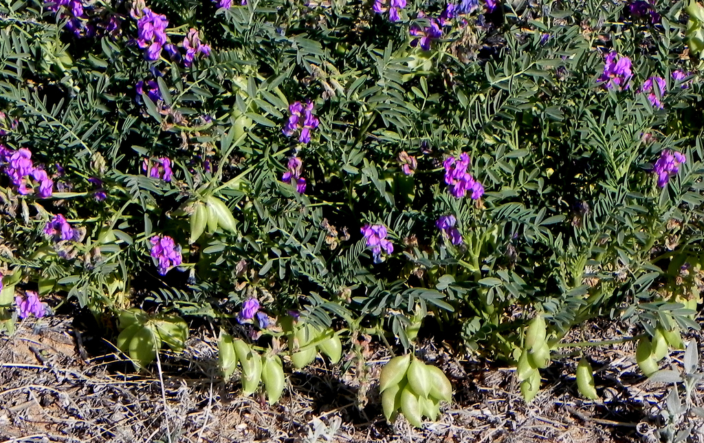 Astragalus lentiginosus var. floribundus (Floriferous milkvetch), native California herb