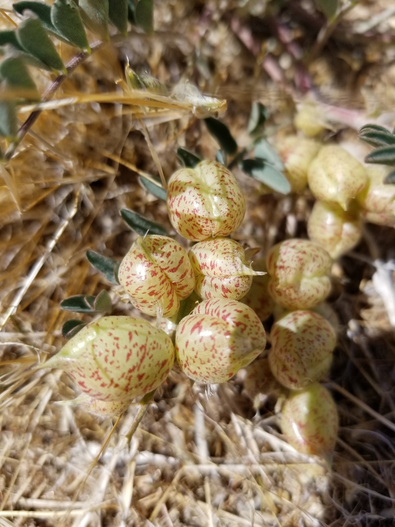 Astragalus lentiginosus var. lentiginosus (Freckled milkvetch), native California herb
