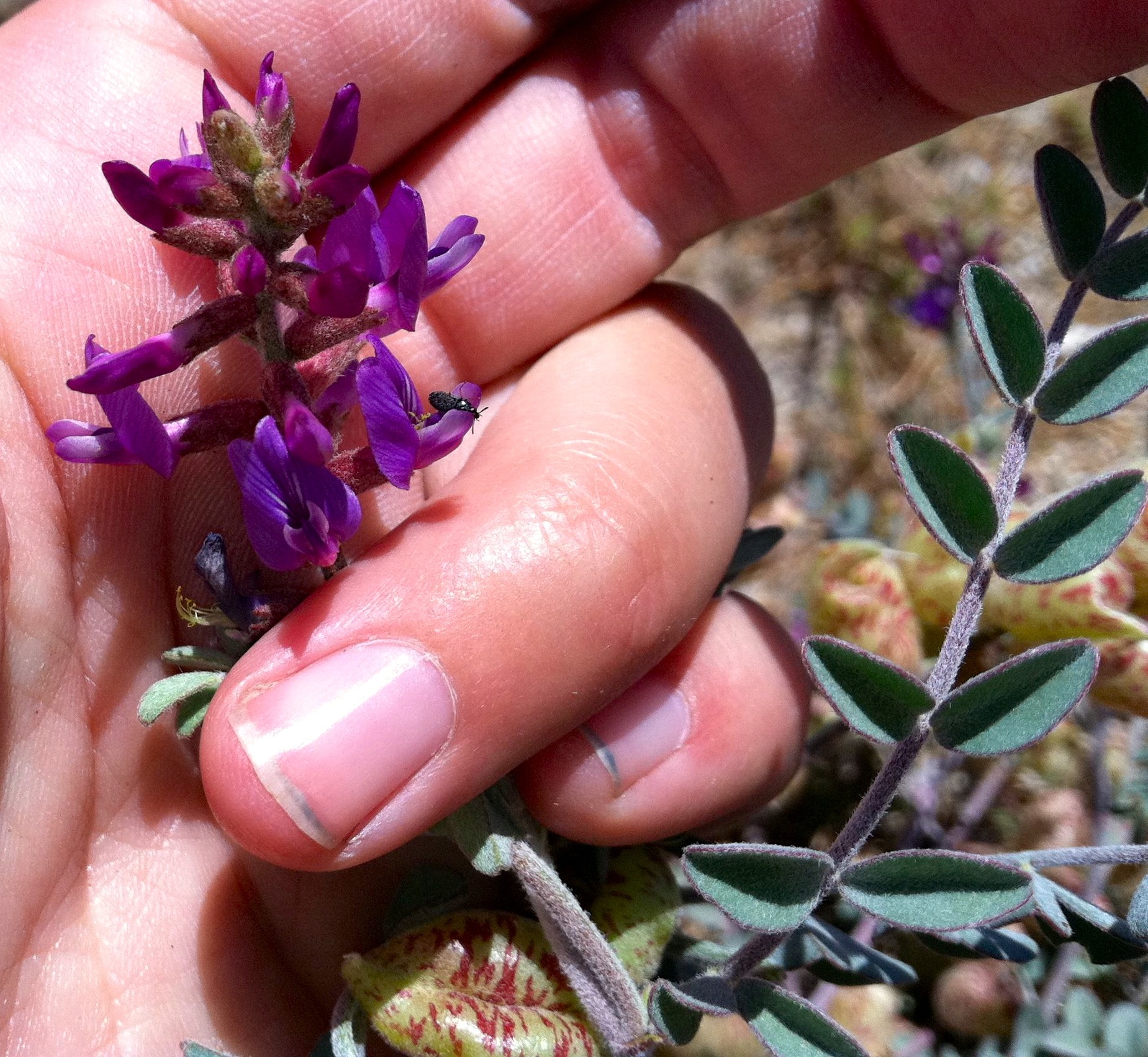 Astragalus lentiginosus var. variabilis, native California herb