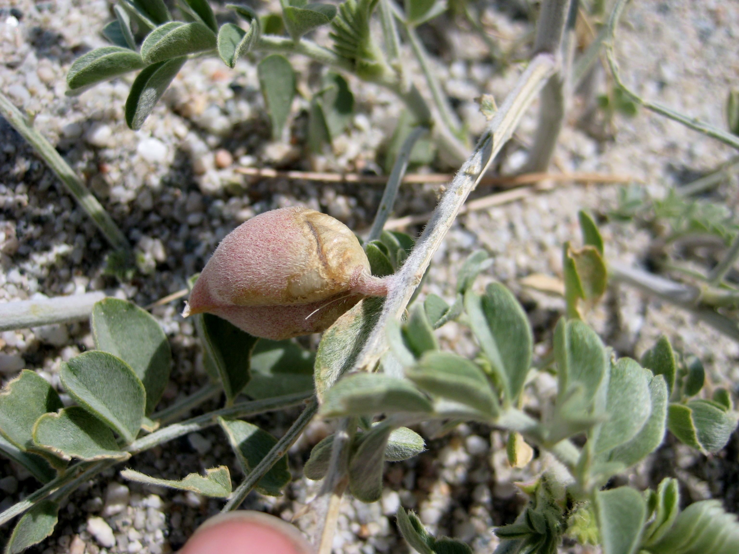 Astragalus lentiginosus (Freckled milkvetch), native California shrub