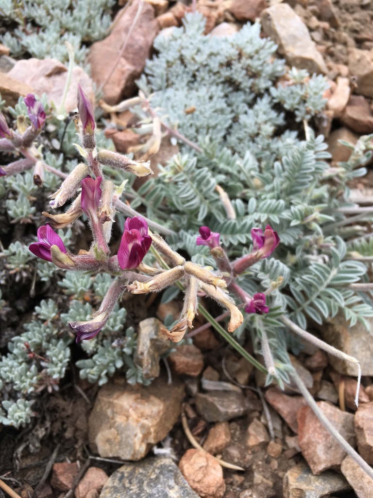 Astragalus leucolobus (Big bear valley woollypod), native California herb