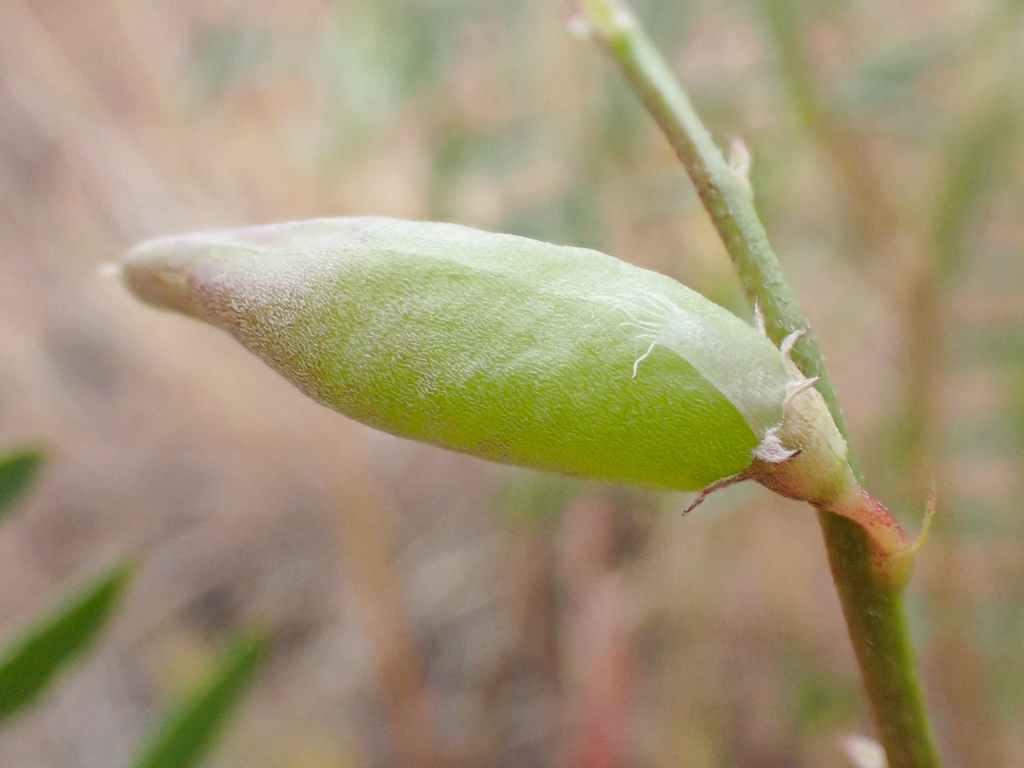 Astragalus macrodon (Salinas milkvetch), native California herb