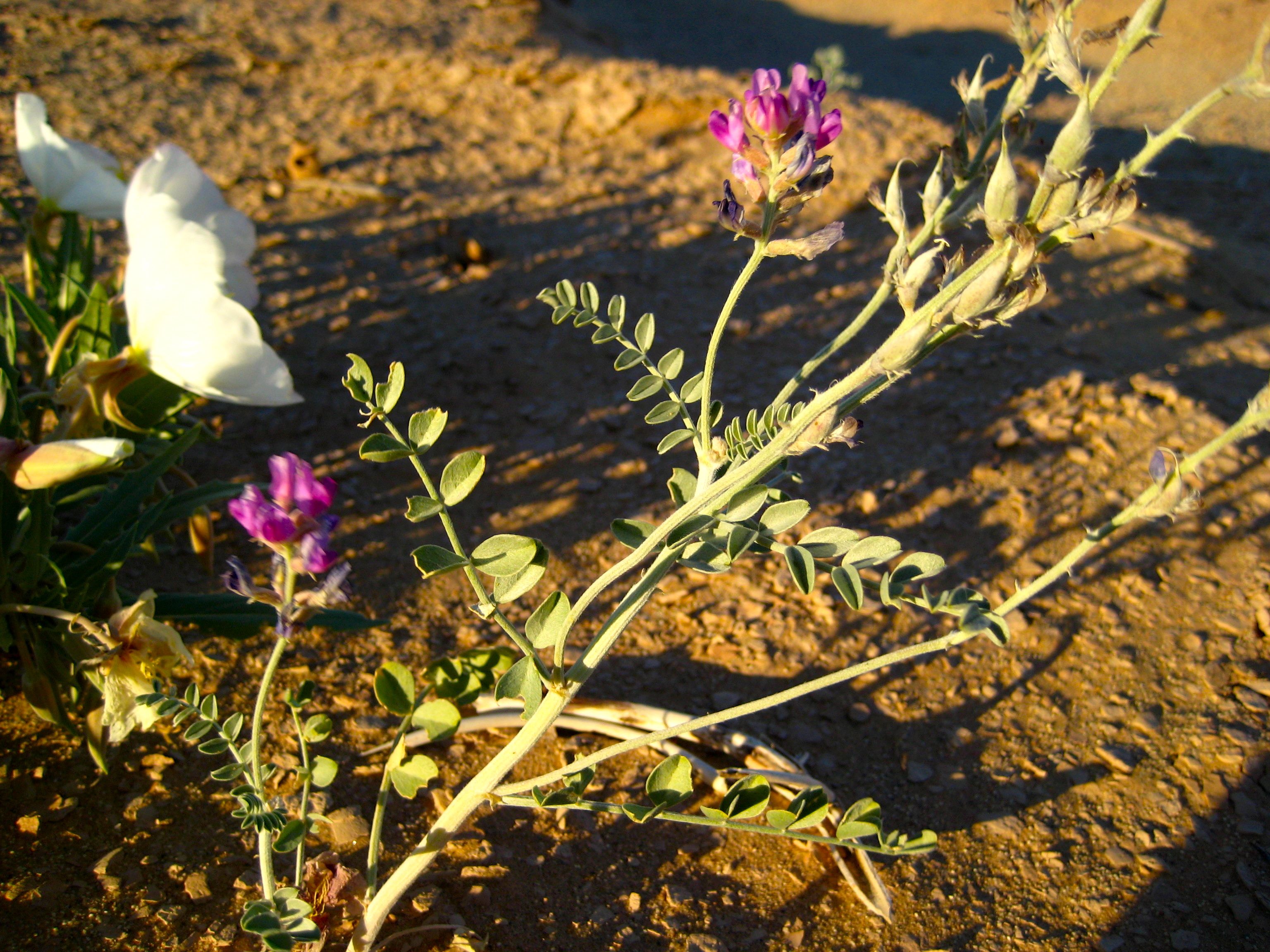 Astragalus magdalenae var. peirsonii (Peirson's milkvetch), native California herb