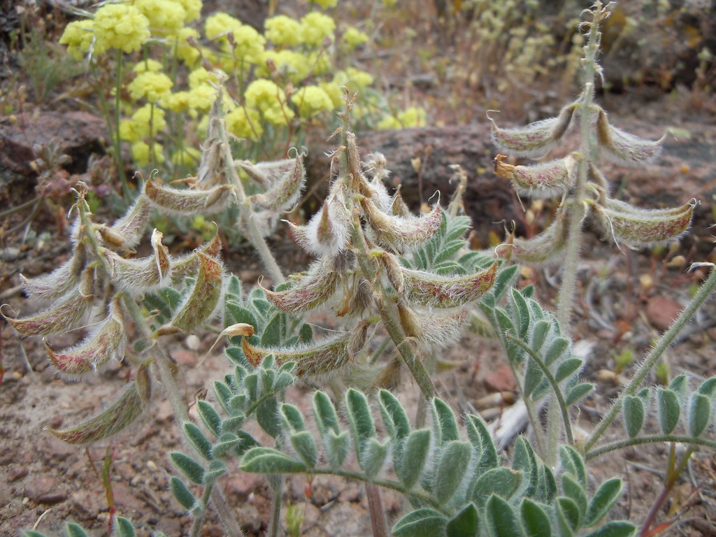 Astragalus malacus (Shaggy milkvetch), native California herb