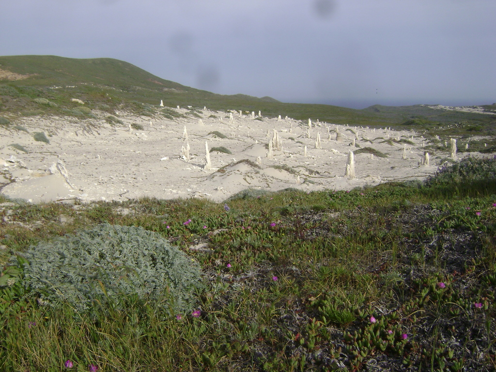 Astragalus miguelensis (San miguel island milkvetch), native California herb