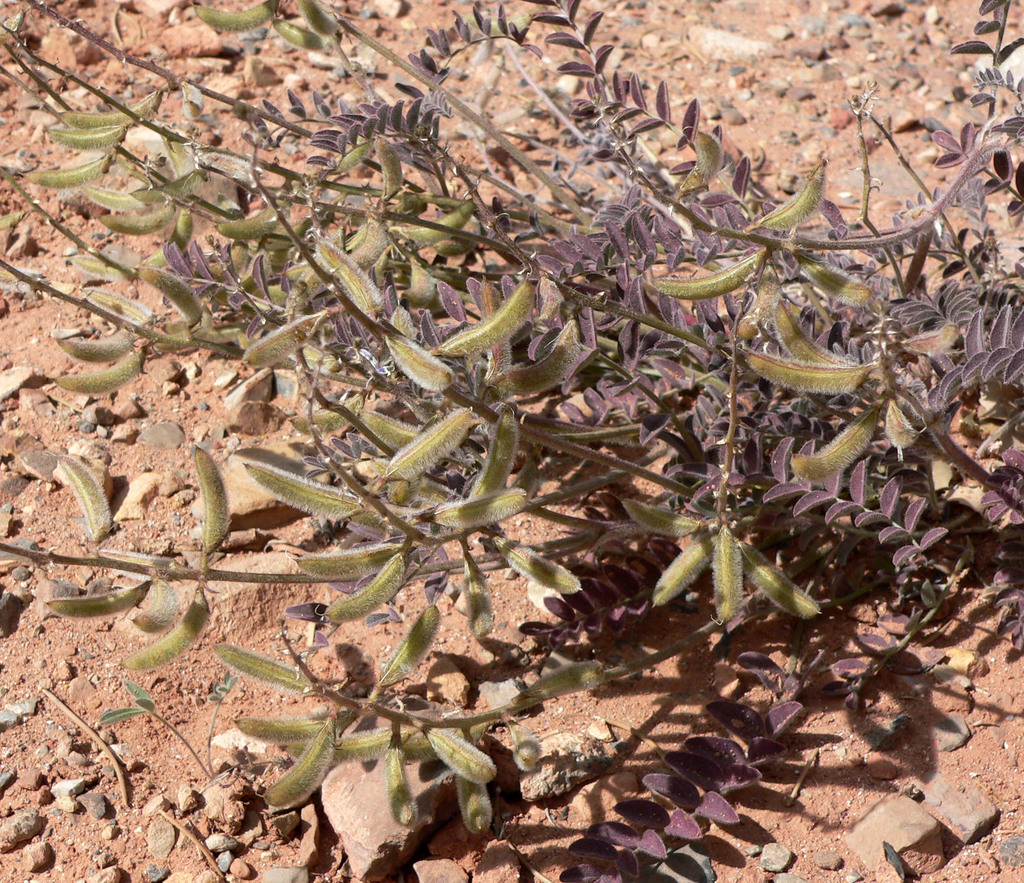 Astragalus minthorniae var. villosus (Minthorn's milkvetch), native California herb