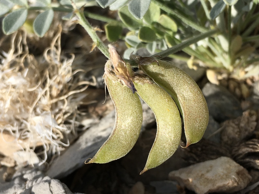 Astragalus mohavensis (Mohave locoweed), native California herb
