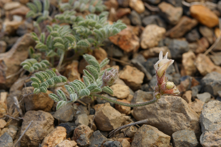 Astragalus monoensis (Mono milkvetch), native California herb