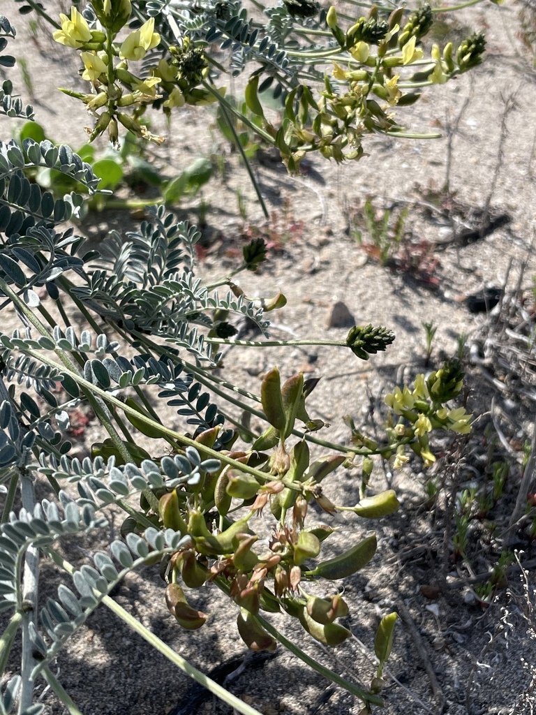 Astragalus nevinii (San clemente island milkvetch), native California herb