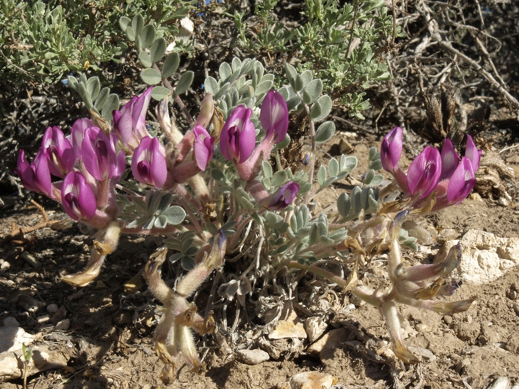 Astragalus newberryi var. newberryi (Newberry's milkvetch), native California herb